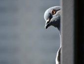 ����� ������ ������-������ ����� ������