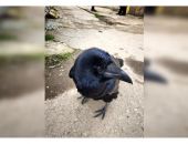В Керчи живет ученый ворон по кличке Фримен 