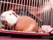 �� ���� � �������, ����� � ������� ����� �����������, ������ ������� ������