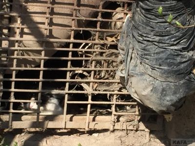 ��������: ������� � ��� �� ������������