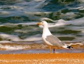 � ������������� ���� ����!