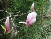 �������� ��������