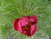 ��� ���������� ������� �����