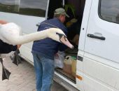 На пляже в Севастополе обнаружили раненого лебедя