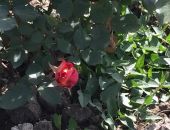 ���������� �������� ���� ������ �����