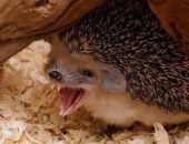 � �������� � ��� ����������� ��������� 