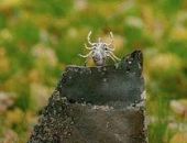 � ������ ������ �������� ����� ������