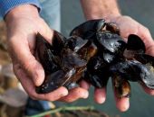 На морвокзале жители Керчи собирают мидий