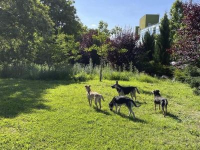 � ����������� �� ������� ���� �������� �����