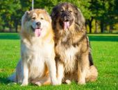 � ������ ���������� ������ �������� �� �������� �������� �������� �����