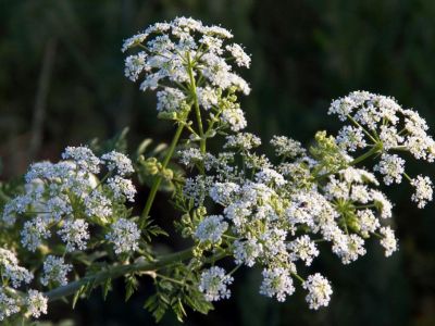 � ����� ����������� �� ���� ���������� ��������
