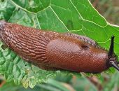 ���������� ������� ����� �������� � ������