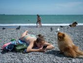 В Ялте просят разобраться с собаками на городских пляжах