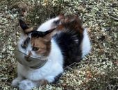 В Керчи спасли кошку со стеклянной банкой на шее