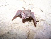 26 ������� - ���� ������� �����