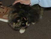 ��������� ����� ��������� � �������� ������ 11 ���