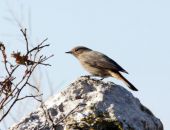 ������� ������ ���� ������������