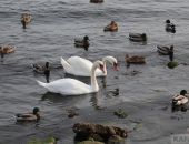 В Феодосию прилетела первая пара лебедей