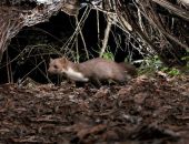 ���������  � ������ � �����