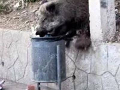 � ����� �������� �������-������������