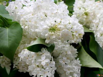  � ����� � ������ ������� ������