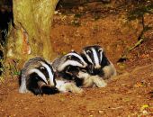 ������ � �������� �������