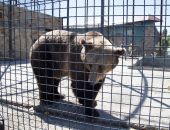 В парке "Тайган" медведь откусил посетительнице часть пальца