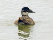 ������� �����