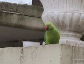 ����� ��������������������� �������� 