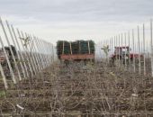 Закладка плодовых садов в Крыму продолжается, нужно успеть выйти на 900 гектаров