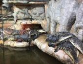 Прокуратура считает, что крокодилы в Крыму живут в тесноте