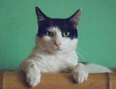 � ����� ����� ����� ������ ������������ �������� ������ � �������