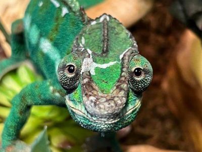 � �������� ���������� � ���������� ���������� ���������