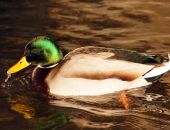 ��������� ����� ������������ ����