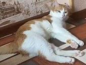 Кота, выброшенного российской проводницей из поезда, нашли мертвым