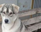 В Крыму собака напала на 14-летнего школьника во время урока физкультуры