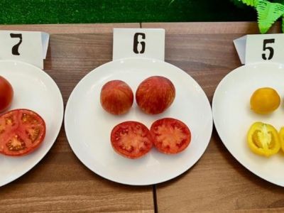 � ����� ������� ����� ����� ������ ������ ���������
