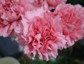 � ������ ���������� �������� ��������� ������