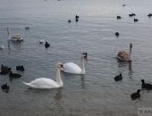 � ���� �������� �����, ���� ������ �������