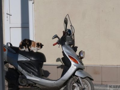 ��������: �������� ��������� ���