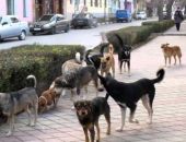 В Феодосии отловят бездомных животных
