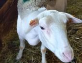 Фермер в Крыму разводит овец французской породы 