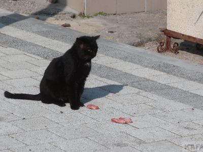 ������� ���� � ��������