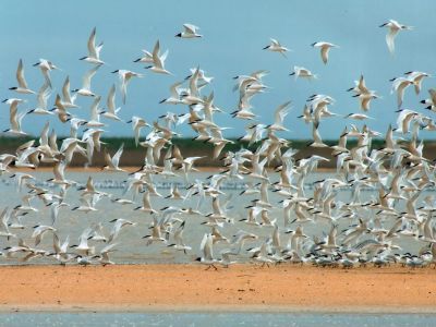 ���� - ���������� ��������� �����