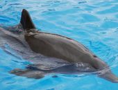 � �������� ������� �������� �������� ��������� ������