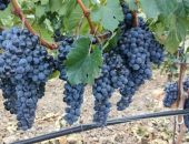  � ����� ���������� ������������ ���� �� �������� ���������