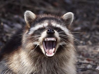 � �������� ������ ������� ���������� ����