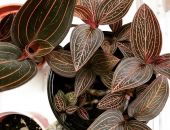 � ����� ��������������� ��������� � ������� ����������� �������