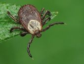 � ����� �� ���� ���� ������������� ����� 40 ������ ������