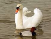 1 ������ � �������� ����